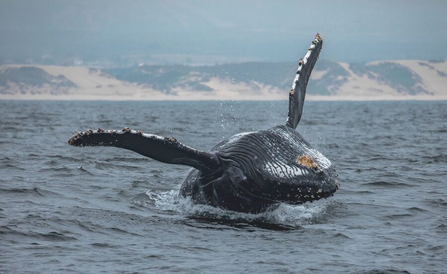 Monterey: Sunset Whale Watching Cruise with A Guide - Humpbacks, dolphins, and the wildlife around them
