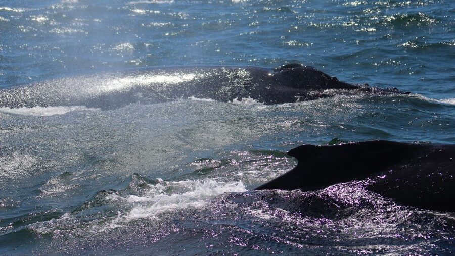 Monterey: Sunset Whale Watching Cruise with A Guide - What the naturalists add to the trip