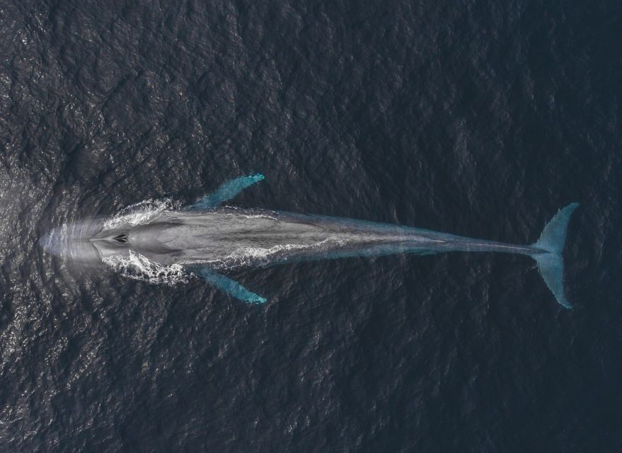 Monterey: Sunset Whale Watching Cruise with A Guide - Is $75 a fair price?