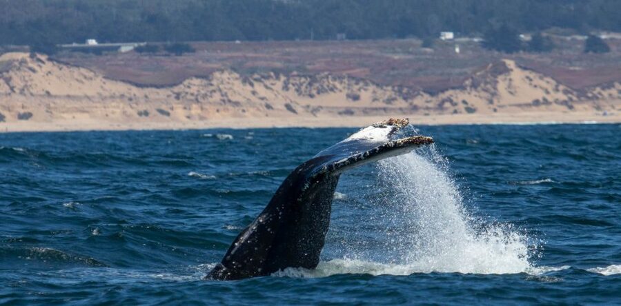 Monterey: Sunset Whale Watching Cruise with A Guide - Booking details worth handling early