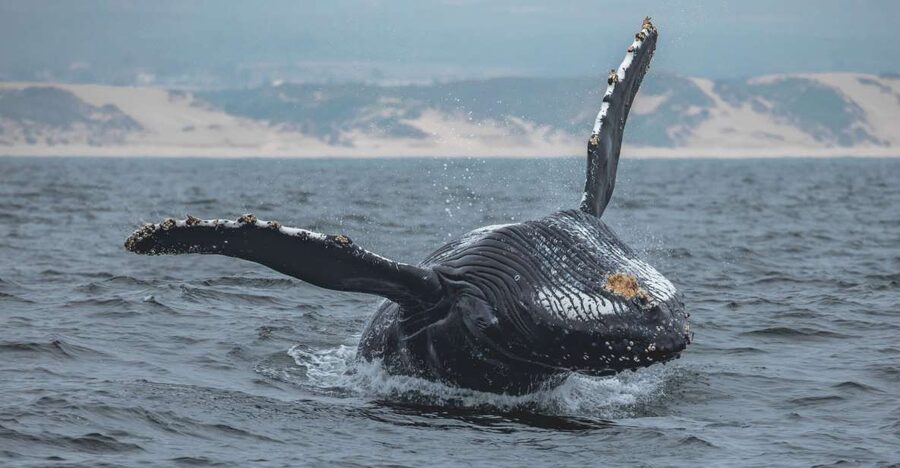 Monterey: Sunset Whale Watching Cruise with A Guide - The first run across Monterey Bay