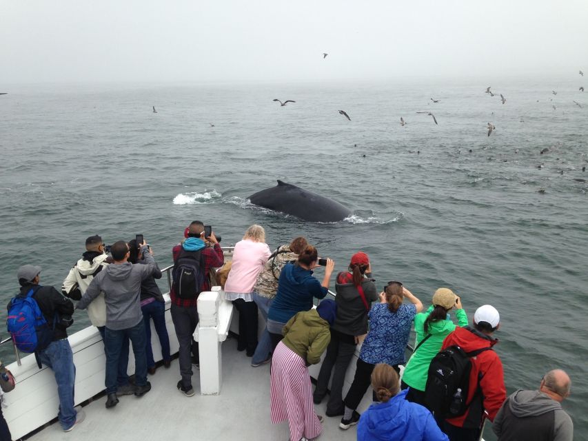 Monterey: Whale Watching Cruise - Key things to know before you book
