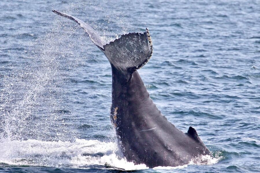 Monterey: Whale Watching Cruise - Why Monterey Bay is such a strong place for whale watching