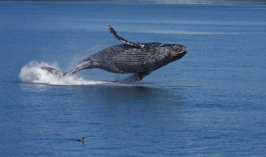 Monterey: Whale Watching Cruise - From harbor wildlife to open-water searching