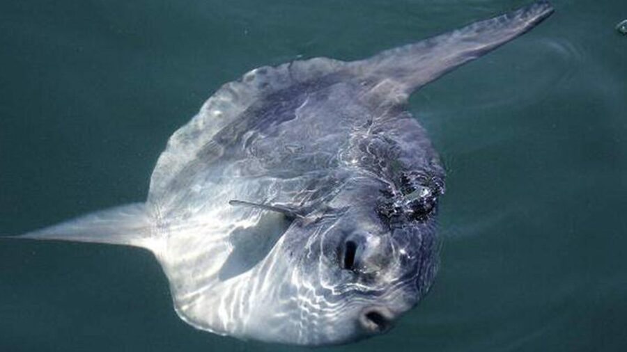 Monterey: Whale Watching Cruise - What you may see during the 150 minutes