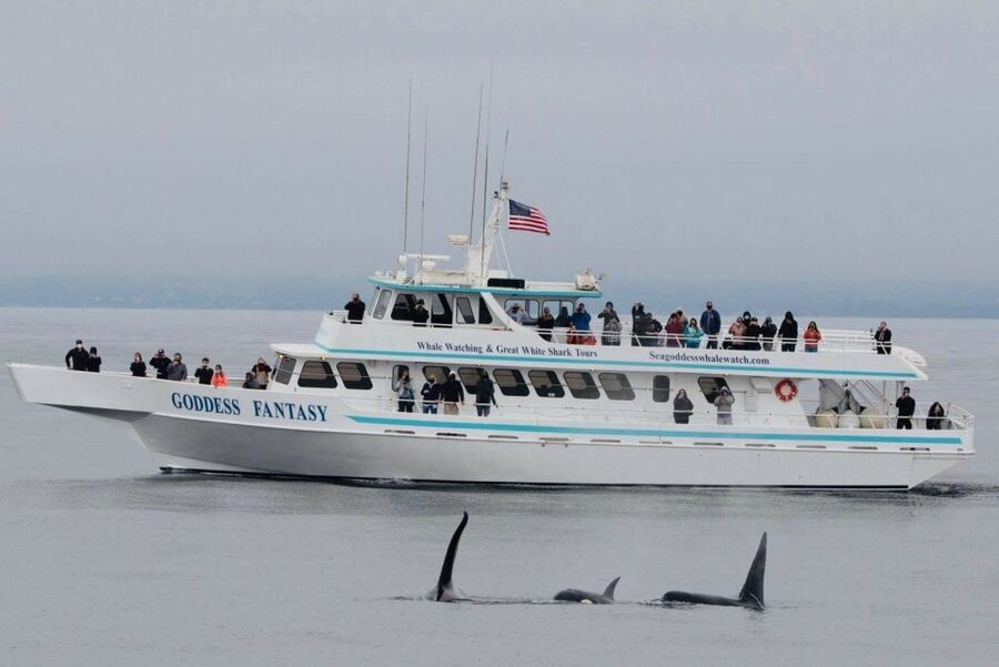 Monterey: Whale Watching Cruise - The guide and the value of live commentary