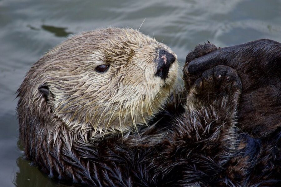Monterey: Whale Watching Cruise - Is $71 a fair price?