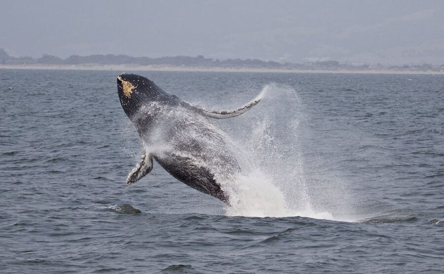 Monterey: Whale Watching Cruise - Seasickness, weather, and comfort