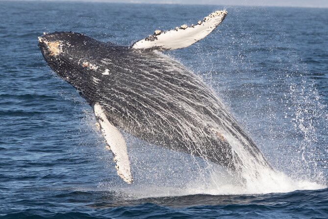 Monterey Whale Watching Tour - Leaving Fisherman’s Wharf for Monterey Bay