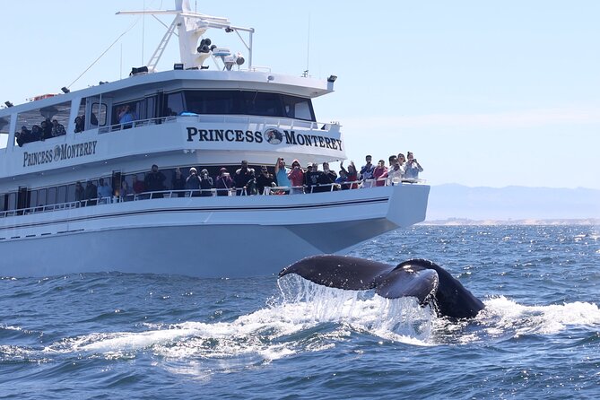 Monterey Whale Watching Tour - What you may see beyond the whales