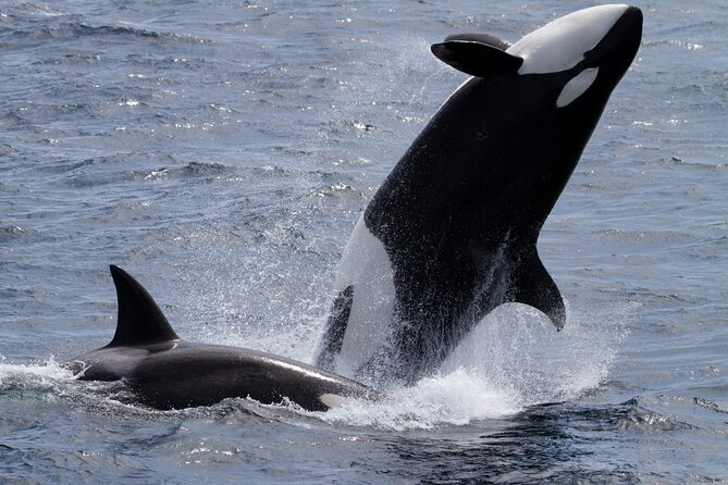 Monterey Whale Watching Tour - Naturalists make the quiet stretches useful