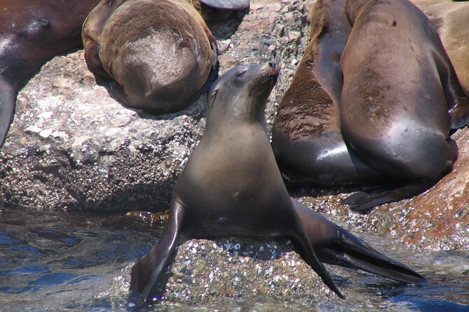 Monterey Whale Watching Tour - The biggest issue: motion sickness
