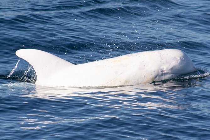 Monterey Whale Watching Tour - Price and overall value at $70