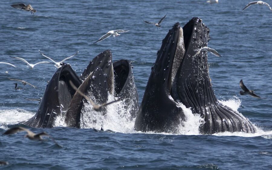 Monterey: Whale Watching Tour with A Marine Guide - Key points before you book