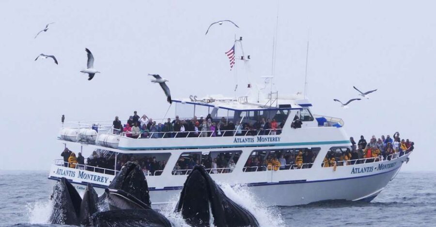 Monterey: Whale Watching Tour with A Marine Guide - Leaving Fisherman’s Wharf for the marine sanctuary