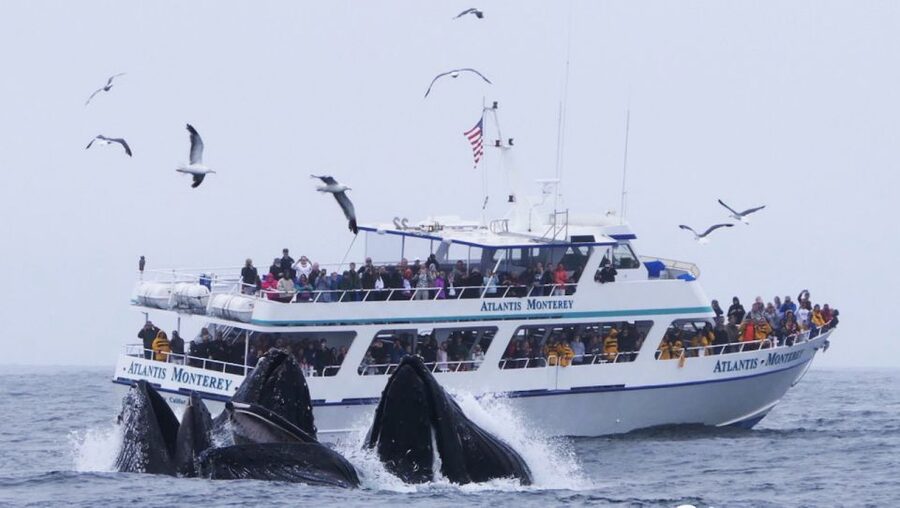 Monterey: Whale Watching Tour with A Marine Guide - The first hour: scanning the open bay