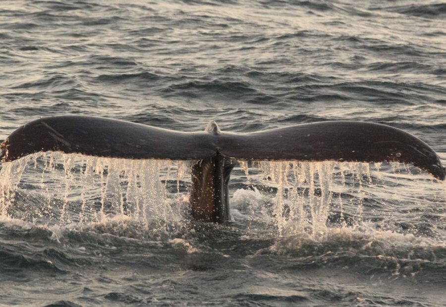 Monterey: Whale Watching Tour with A Marine Guide - Humpbacks, gray whales, and blue whales by season