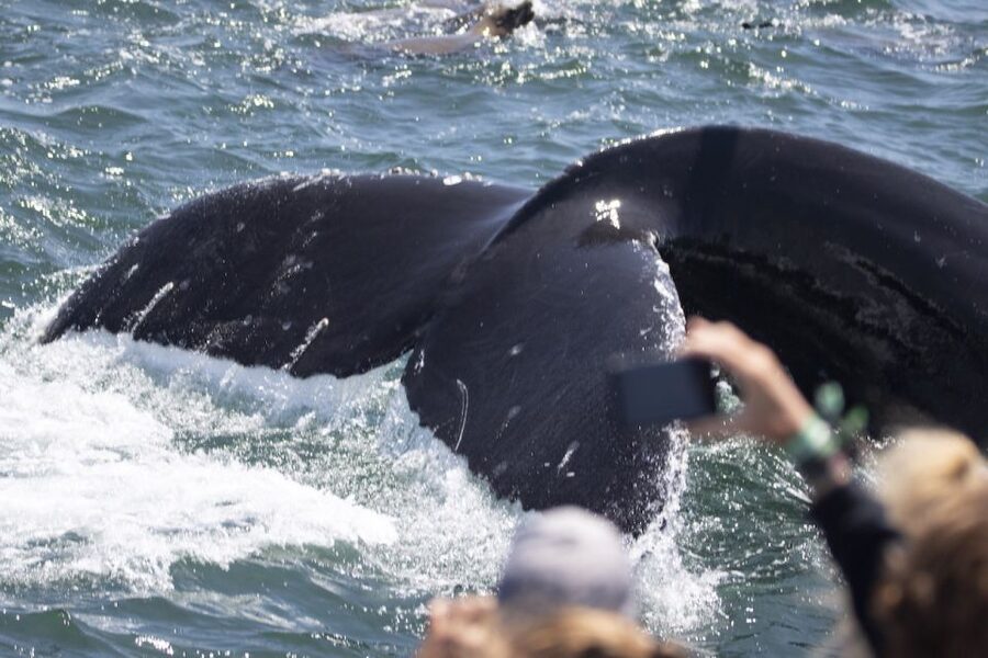 Monterey: Whale Watching Tour with A Marine Guide - Outdoor views, heated cabins, and onboard food