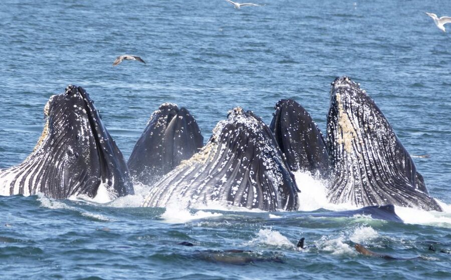 Monterey: Whale Watching Tour with A Marine Guide - Choosing between the Princess Monterey and Atlantis Monterey