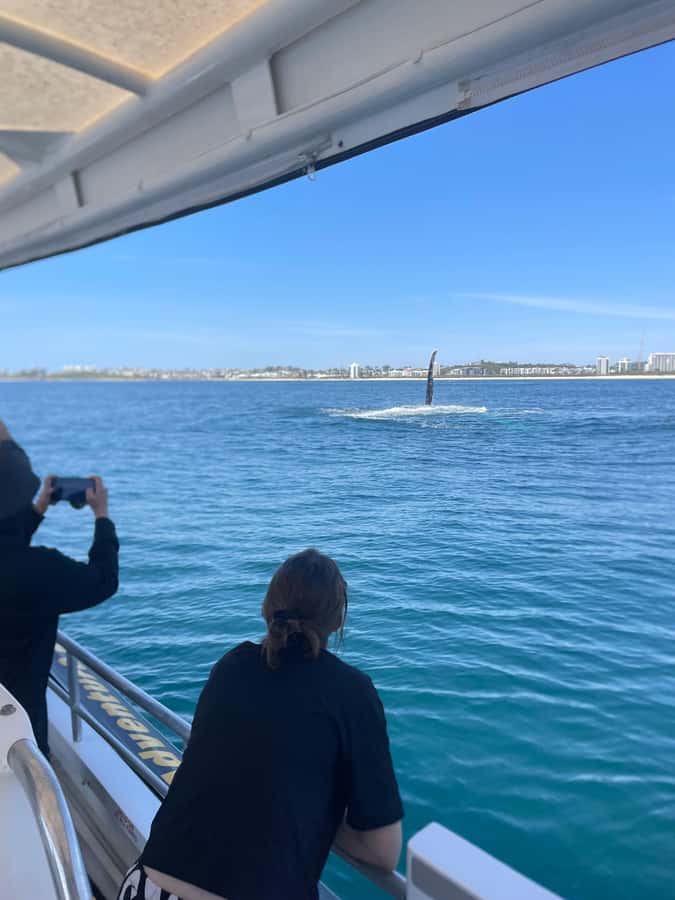 Mooloolaba: 2-Hour Whale Watching Adventure - What the skipper adds to the two hours