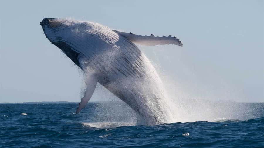 Mooloolaba: 2-Hour Whale Watching Adventure - The fast ride out to the whale area