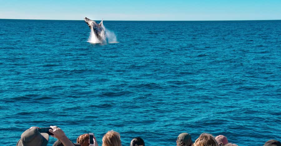 Mooloolaba: Whale Watching Cruise - What the three-hour search really involves