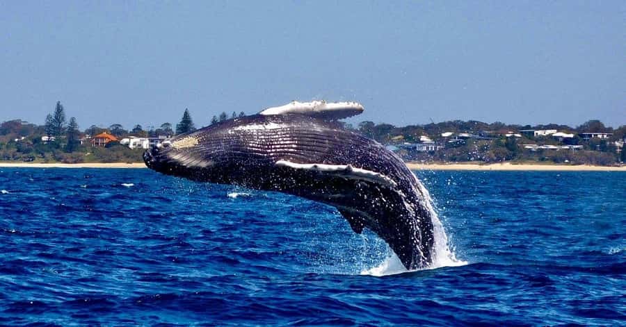 Mooloolaba: Whale Watching Cruise - The crew makes the difference between spotting and missing