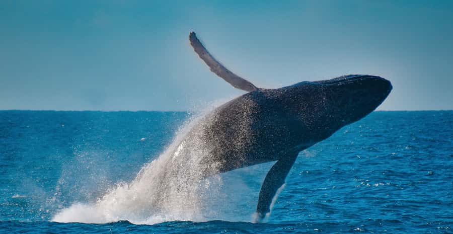 Mooloolaba: Whale Watching Cruise - Is $60 good value for three hours?
