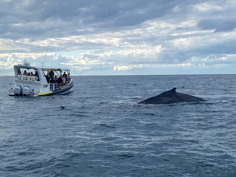 Mooloolaba: Whale Watching Cruise - Should you book the Mooloolaba whale cruise?