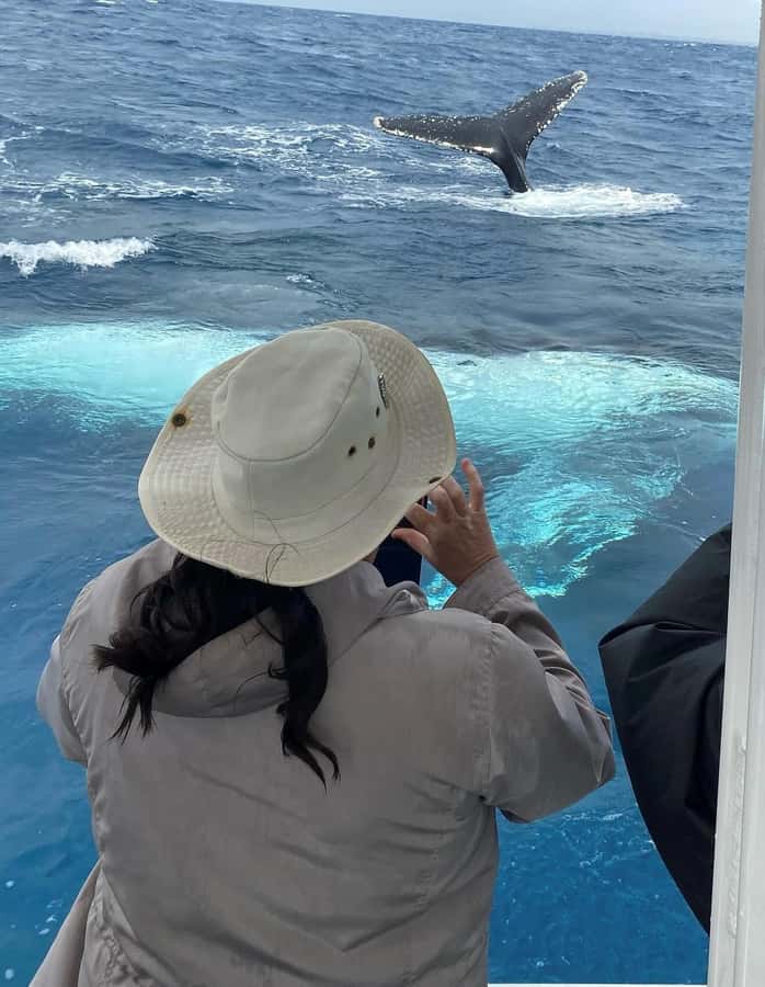 Mooloolaba: Whale Watching Cruise - Should you book the Mooloolaba whale cruise?
