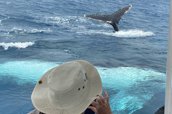 Mooloolaba Whale Watching – Small Group Tour - Why the hydrophone changes whale watching