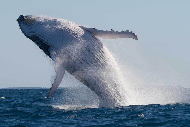 Mooloolaba Whale Watching – Small Group Tour - Mooloolaba Beach begins the coastal story