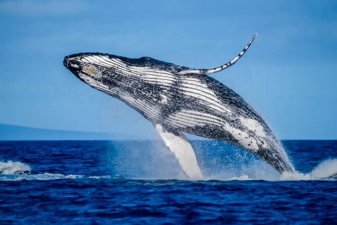 Mooloolaba Whale Watching – Small Group Tour - Mudjimba Island adds a wild offshore landmark
