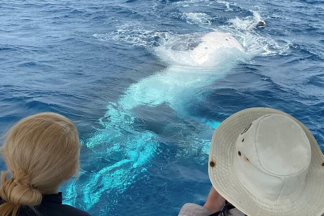 Mooloolaba Whale Watching – Small Group Tour - What the skipper adds to the outing
