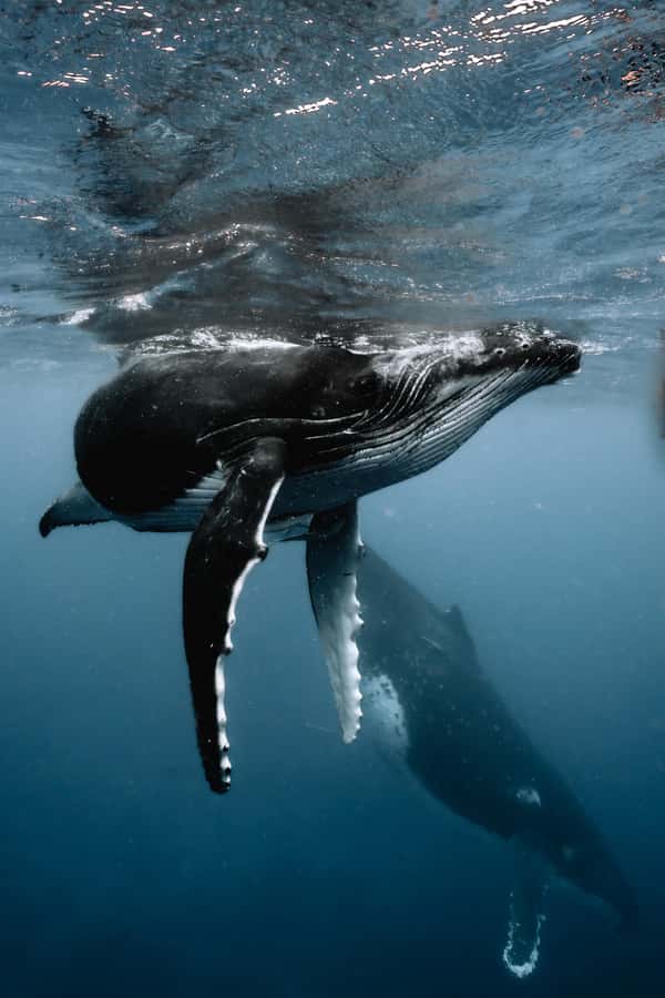 Moorea 4H Shared Boat Tour Whale Swimming and Snorkeling - Moorea’s open water is the main event