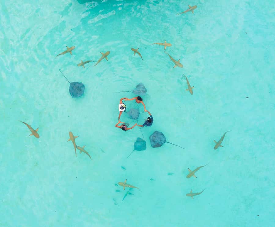 Moorea 4H Shared Boat Tour Whale Swimming and Snorkeling - Swimming with whales requires patience