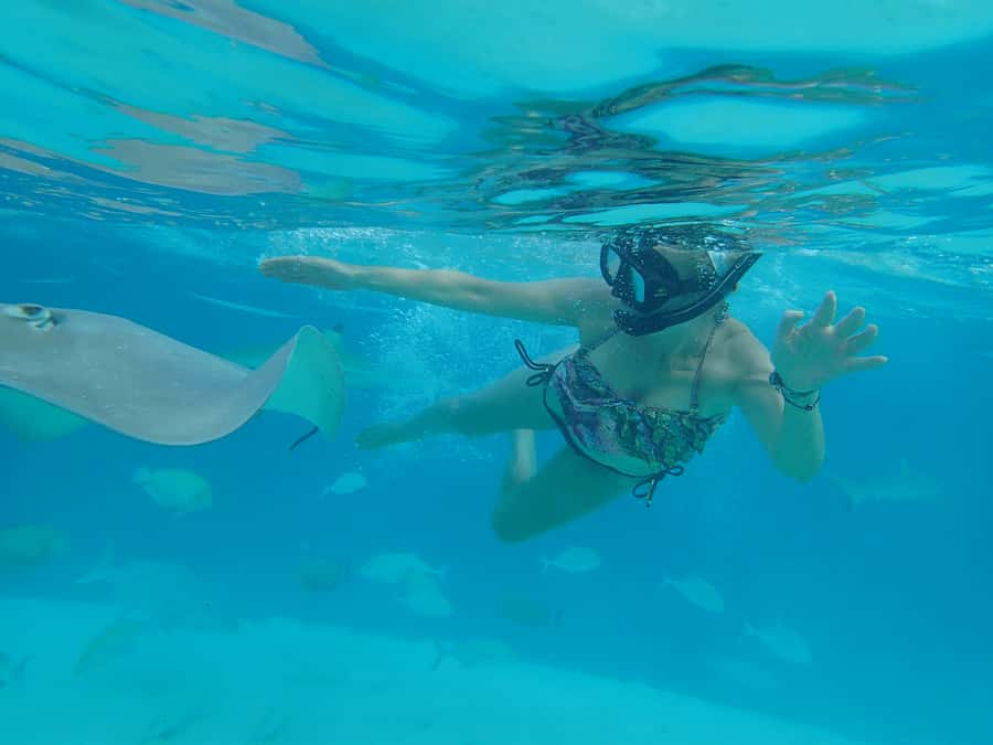 Moorea 4H Shared Boat Tour Whale Swimming and Snorkeling - Rays, reef sharks, turtles, and fish