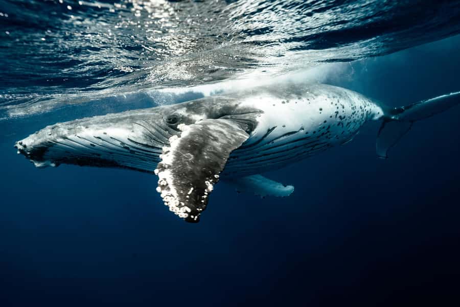Moorea 4H Shared Boat Tour Whale Swimming and Snorkeling - Fruit, drinks, and the practical comfort level
