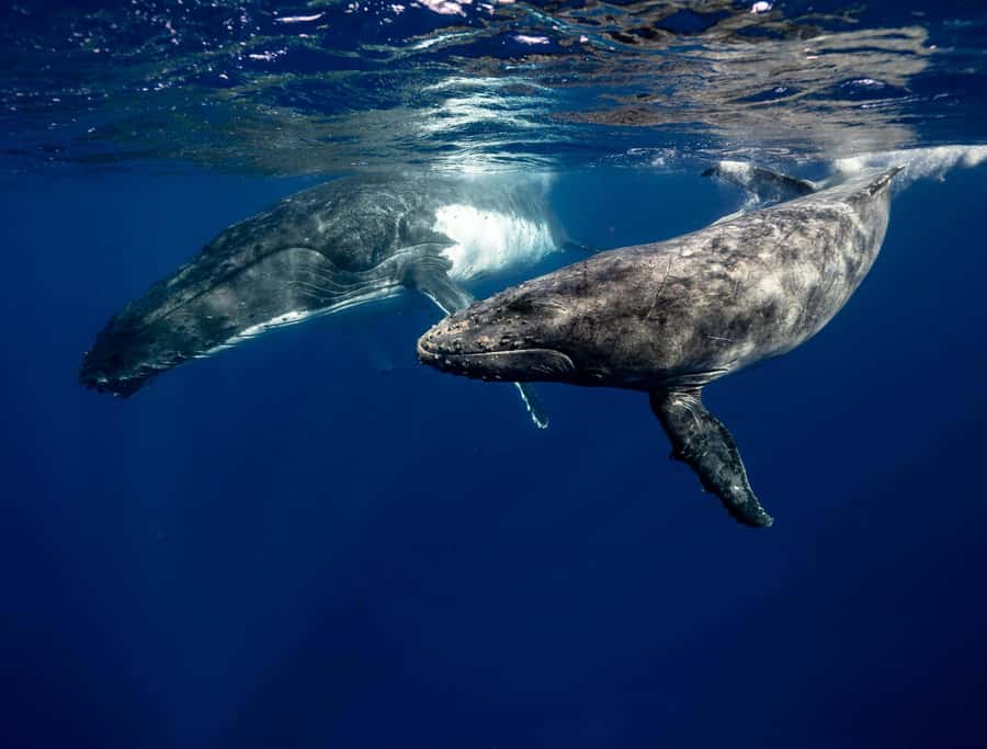 Moorea 4H Shared Boat Tour Whale Swimming and Snorkeling - Is $259 a fair price?