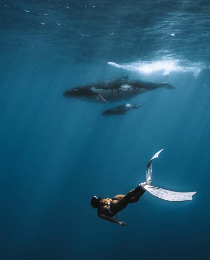 Moorea 4H Shared Boat Tour Whale Swimming and Snorkeling - Booking, cancellation, and timing tips