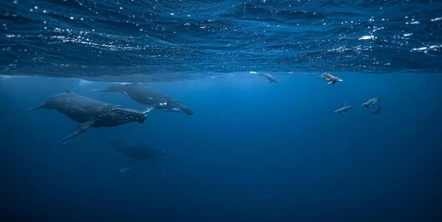 Moorea 4H Shared Boat Tour Whale Swimming and Snorkeling - A small boat makes a real difference