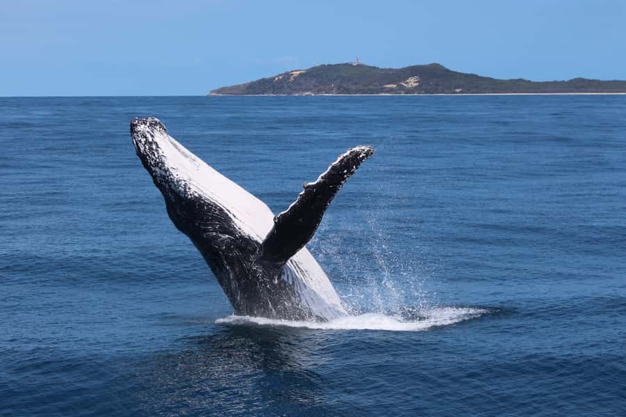 Moreton Island: Tangalooma Day Trip & Whale Watching Cruise - Key points to know before booking