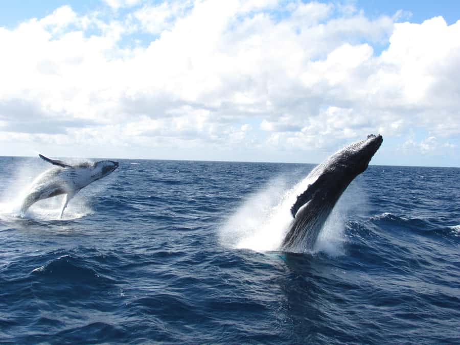 Moreton Island: Tangalooma Day Trip & Whale Watching Cruise - The real attraction: humpback whales in open water