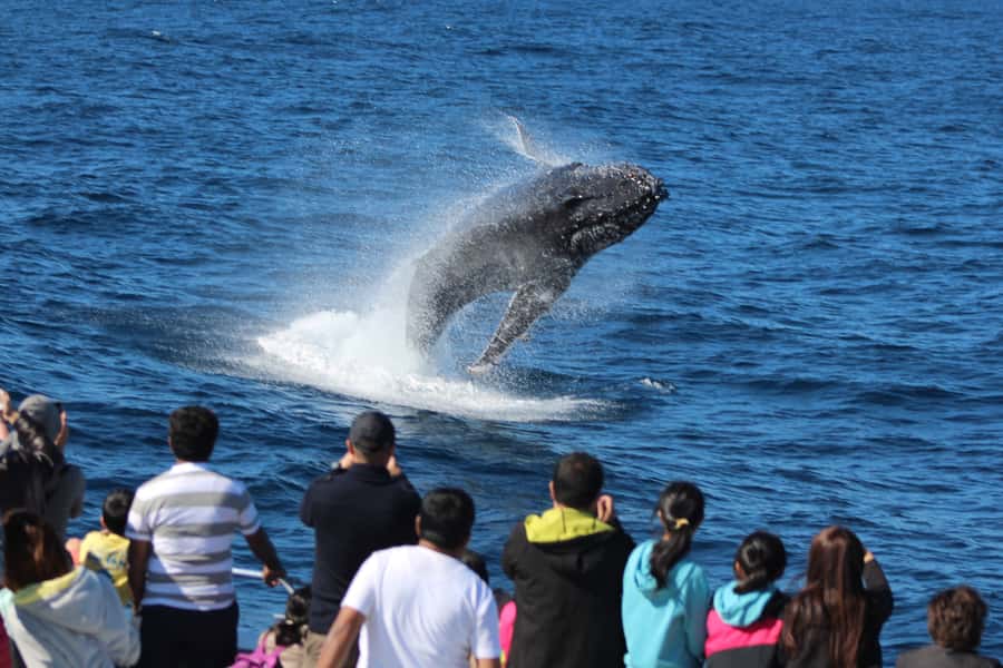 Moreton Island: Tangalooma Day Trip & Whale Watching Cruise - The return crossing and a carefully timed finish