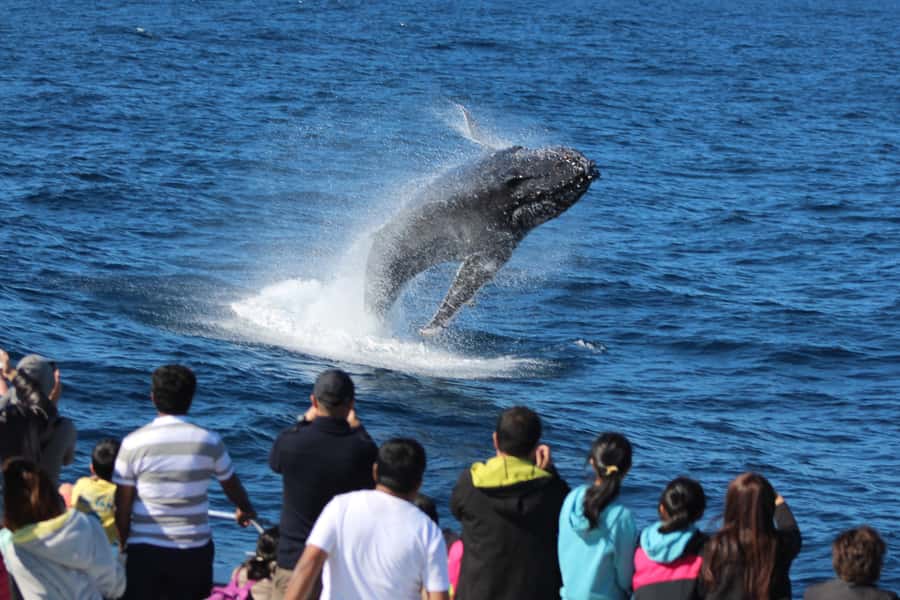 Moreton Island: Tangalooma Whale Watching & Dolphin Feeding - Should you book the Moreton Island whale and dolphin day?