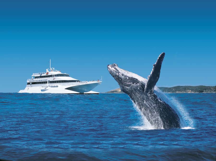 Moreton Island: Tangalooma Whale Watching & Dolphin Feeding - From Brisbane to Moreton Island in 75 minutes