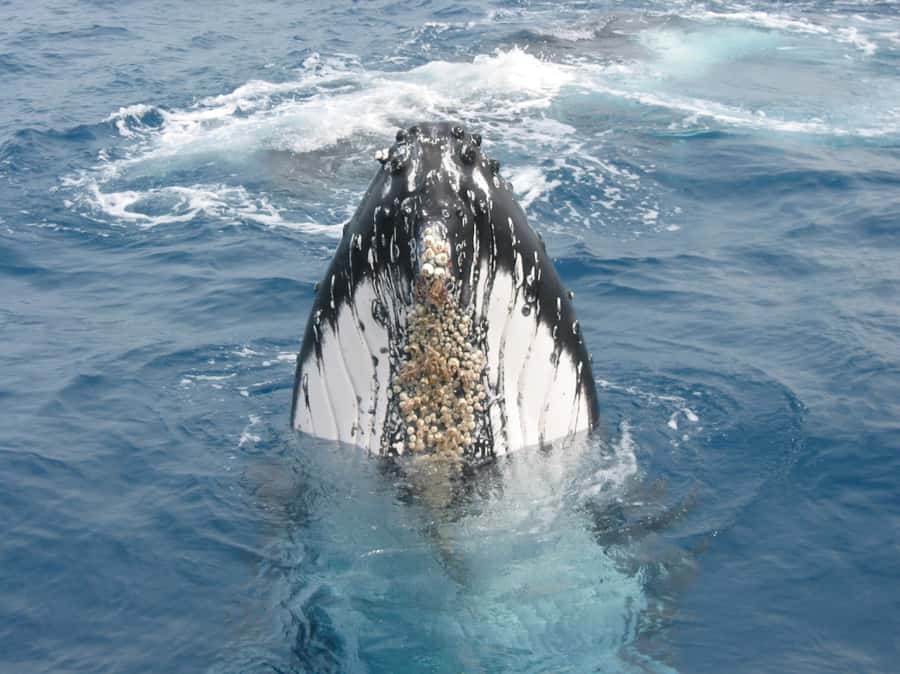 Moreton Island: Tangalooma Whale Watching & Dolphin Feeding - The three-hour whale cruise is the main event