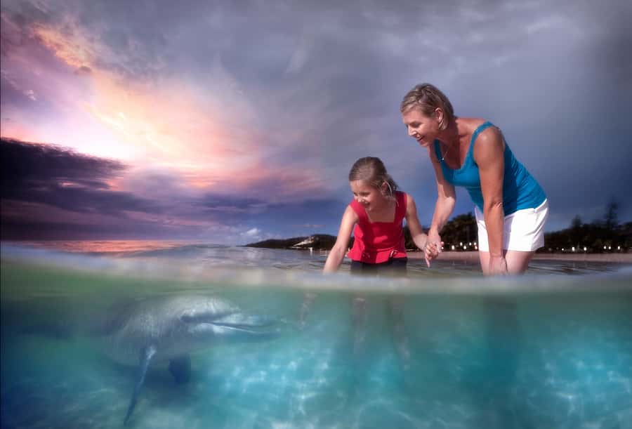 Moreton Island: Tangalooma Whale Watching & Dolphin Feeding - Is $162 a fair price?