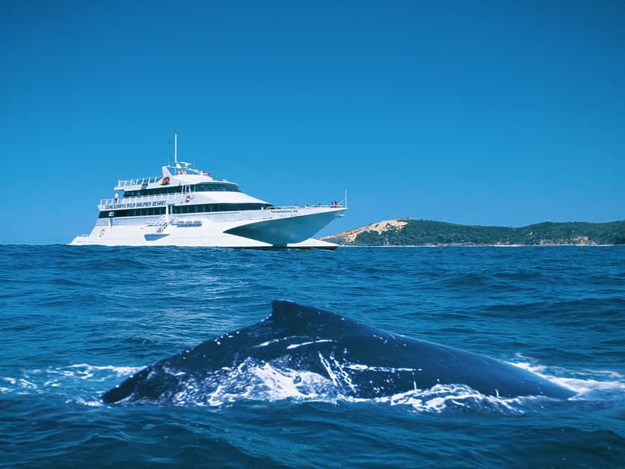 Moreton Island: Tangalooma Whale Watching & Dolphin Feeding - Tangalooma gives you a resort base, not just a boat trip