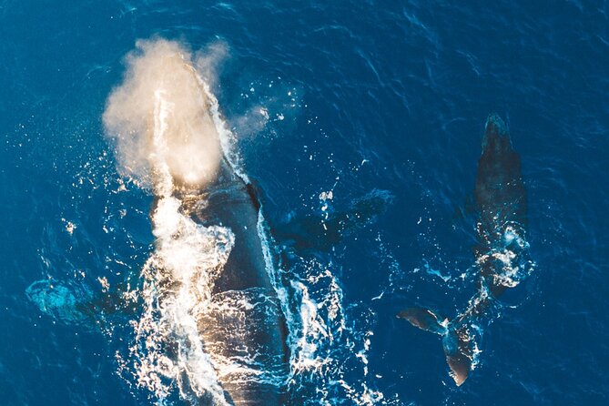 Morning Whale Watch: Lahaina Harbor - What the $100.22 price really covers